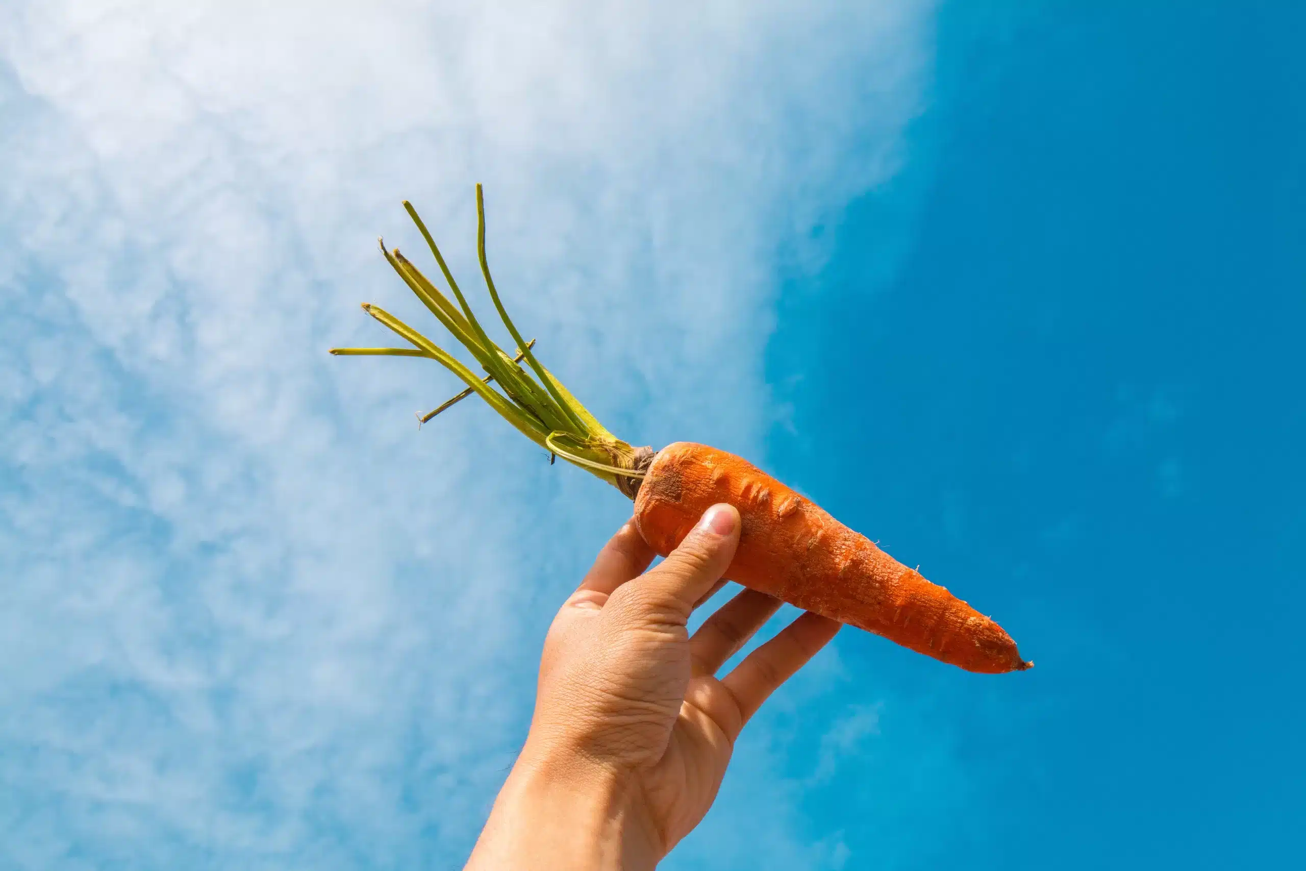 Can You Juice Carrot Tops?